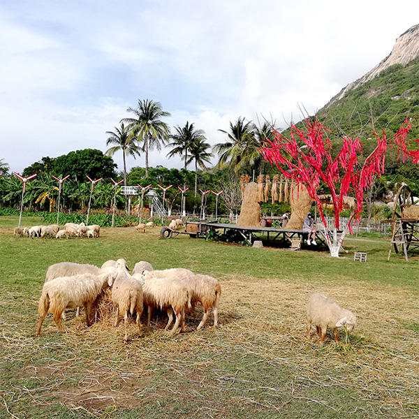 Đồng cừu Suối Tiên tại Ninh Thuận