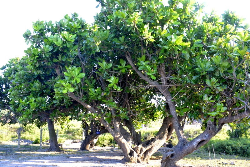 Cây bàng vuông trăm tuổi tại đảo Cồn Cỏ
