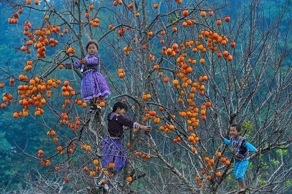 Hồng không hạt Xuân Vân - Sản vật Yên Sơn Tuyên Quang